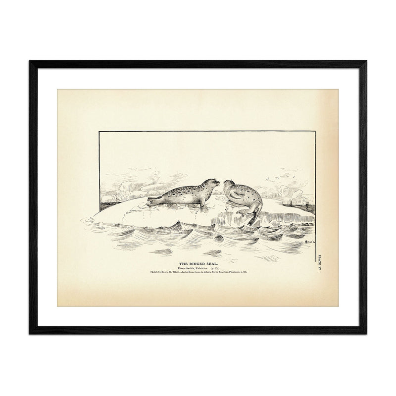 Ringed Seal Art Print - Muir Way - Fisheries