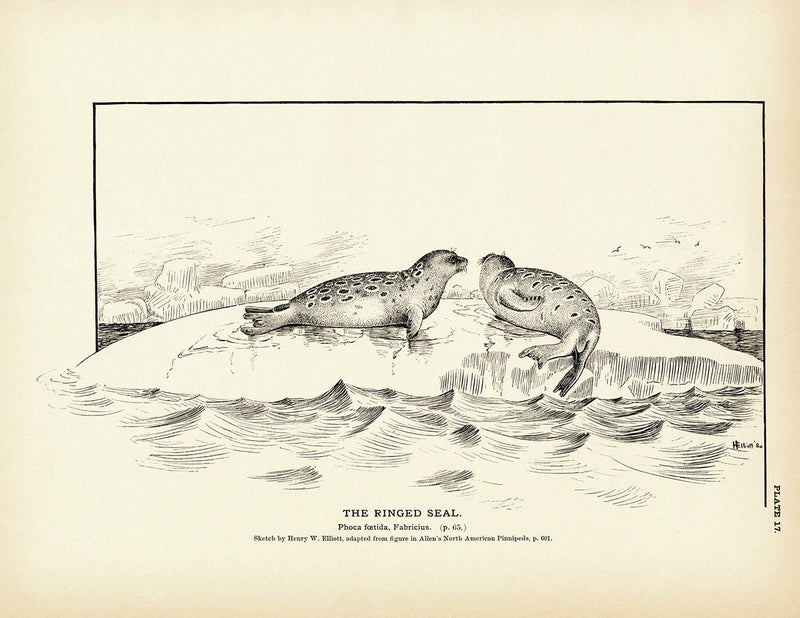 Ringed Seal Art Print - Muir Way - Fisheries