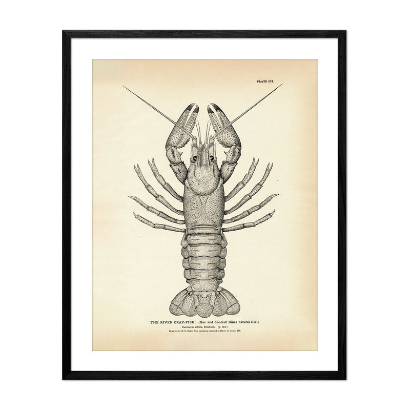 River Cray - Fish Art Print - Muir Way - Fisheries