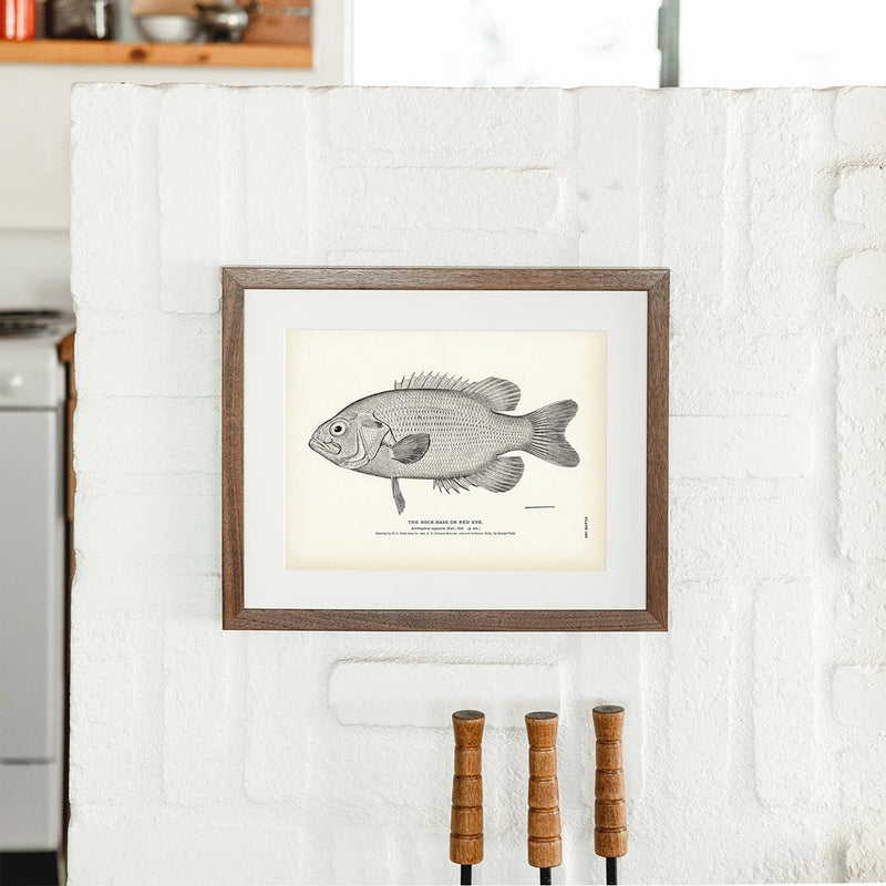 Rock - Bass (Red Eye) Art Print - Muir Way - Fisheries