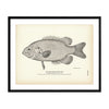 Rock-Bass (Red Eye) Art Print