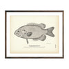 Vintage Rock-Bass fish print