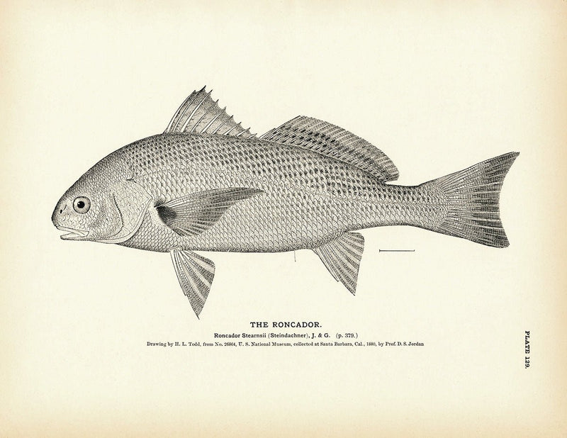 Roncador Art Print - Muir Way - Fisheries