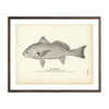Vintage Roncador fish print