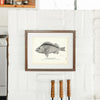 Rose-Fish (Norway Haddock) Art Print