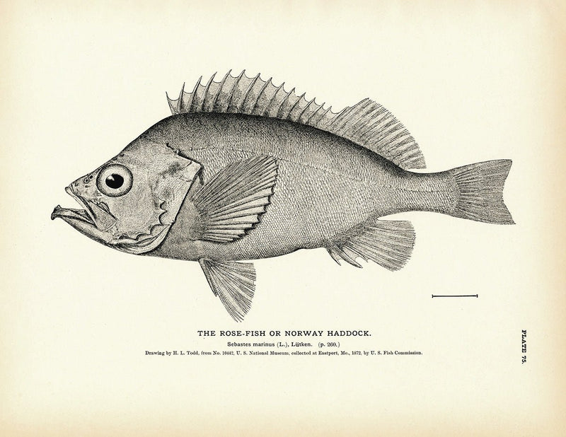 Rose - Fish (Norway Haddock) Art Print - Muir Way - Fisheries