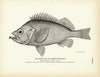 Rose-Fish (Norway Haddock) Art Print