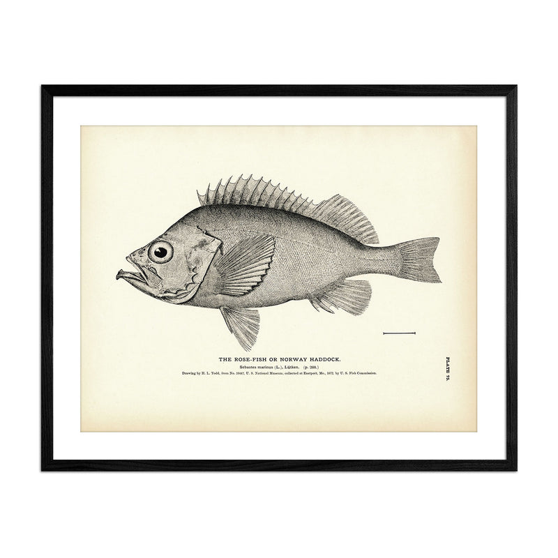 Rose - Fish (Norway Haddock) Art Print - Muir Way - Fisheries