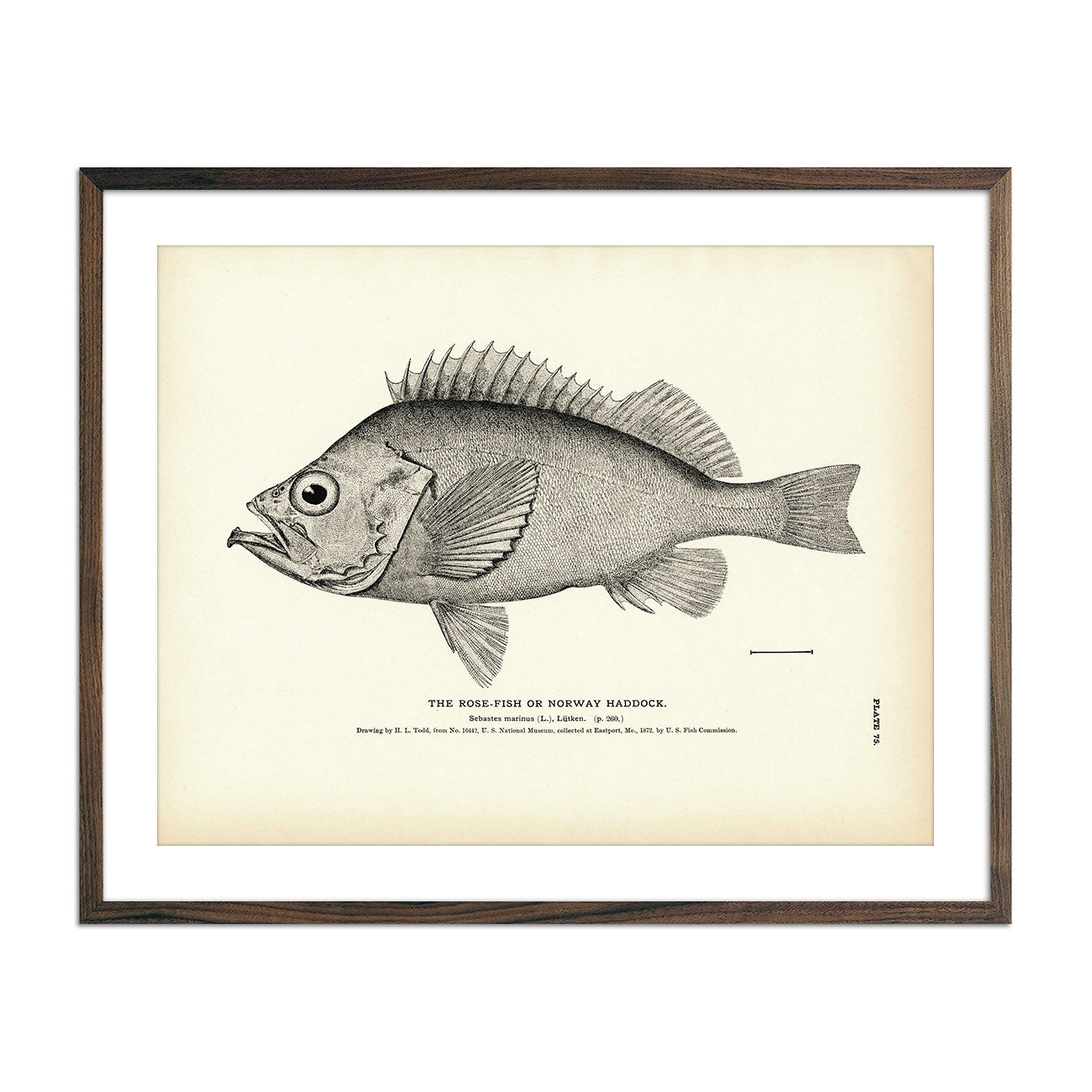 Vintage Rose-fish print