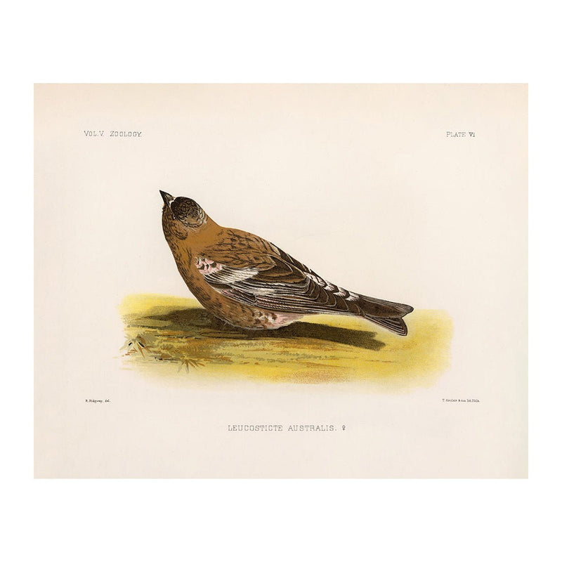 Rosy-Finch-Female Art Print