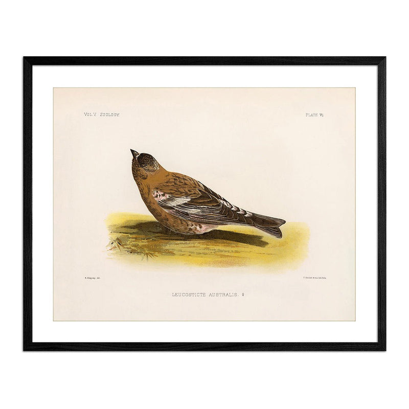 Rosy - Finch - Female Art Print - Muir Way - Animals