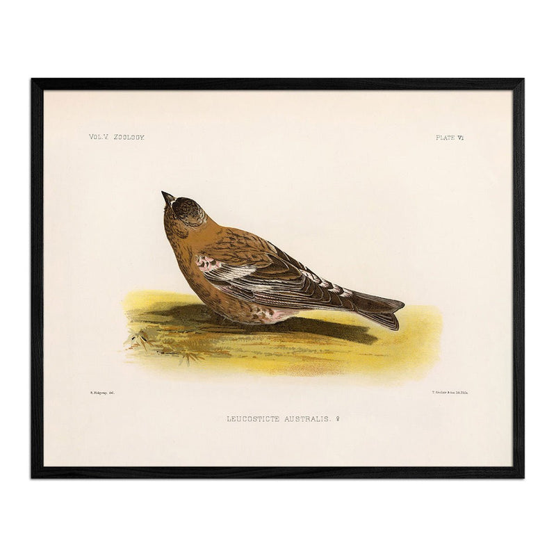 Rosy - Finch - Female Art Print - Muir Way - Animals
