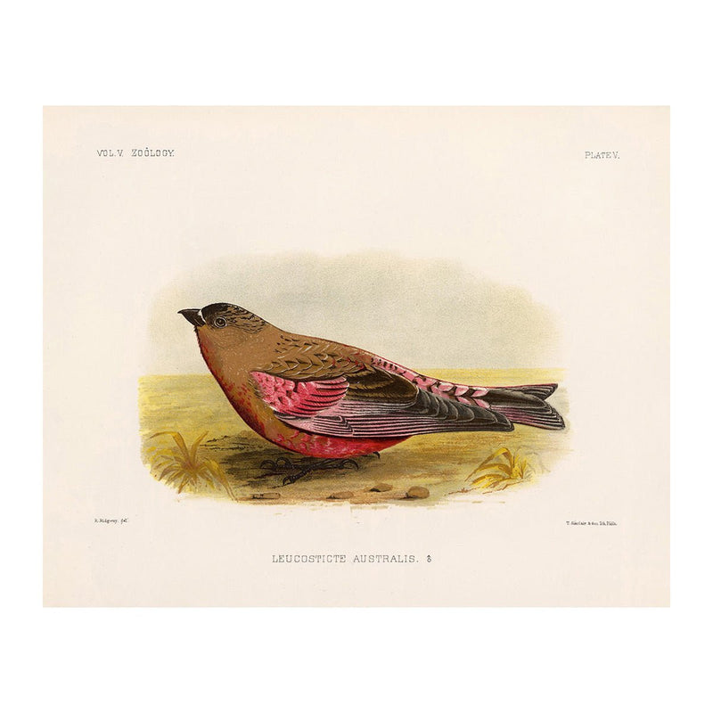 Rosy - Finch - Male Art Print - Muir Way - Animals