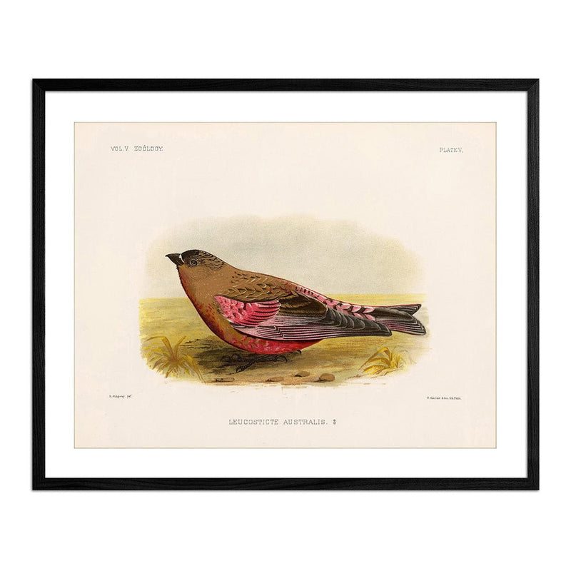 Rosy - Finch - Male Art Print - Muir Way - Animals