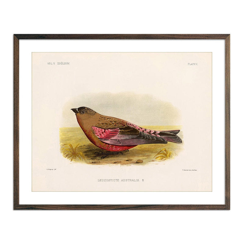 Rosy - Finch - Male Art Print - Muir Way - Animals