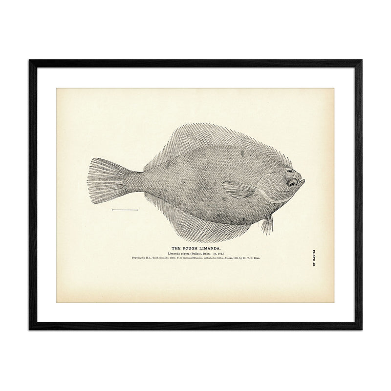 Rough Limanda Art Print - Muir Way - Fisheries
