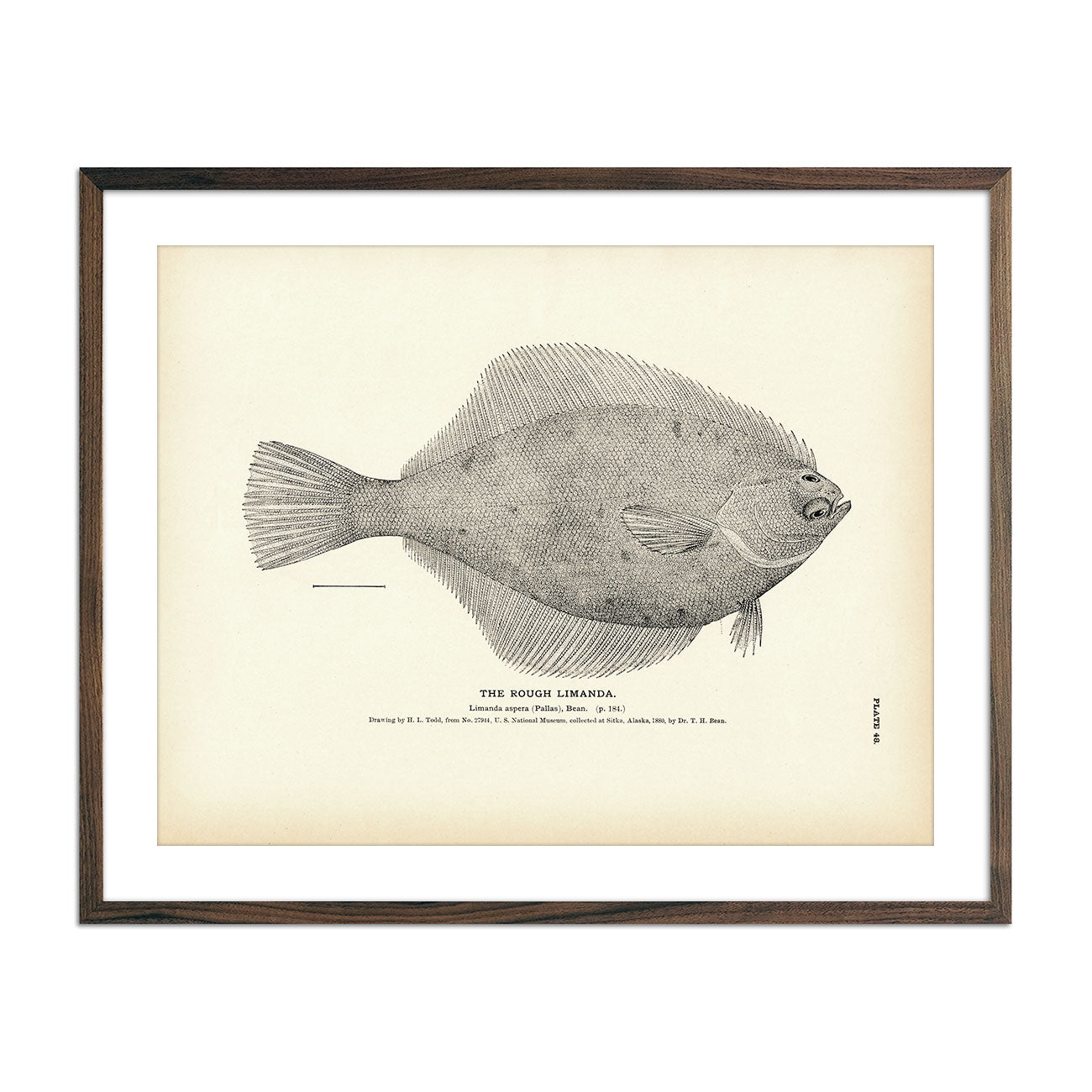 Vintage Rough Limanda fish print