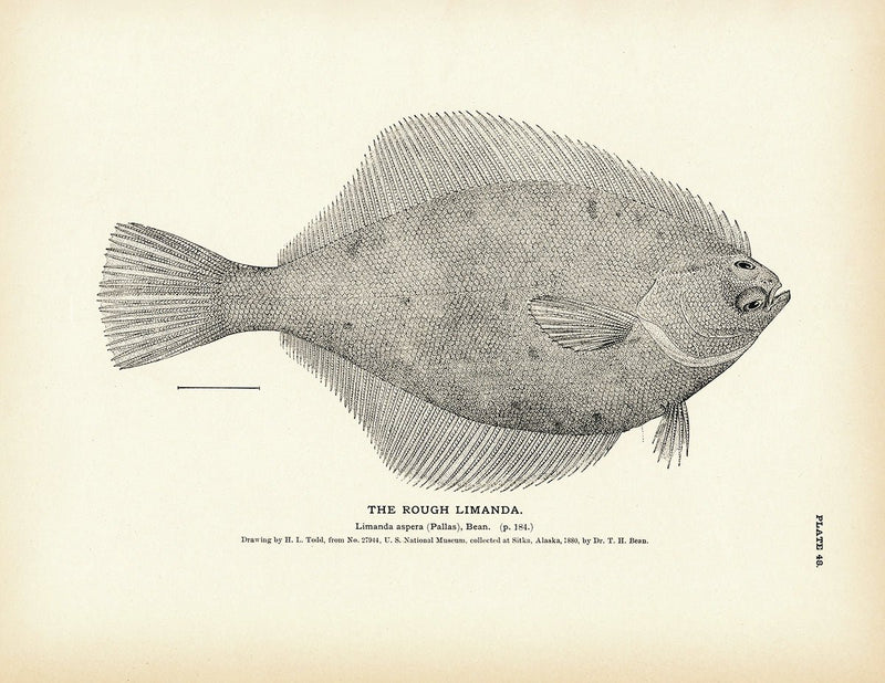Rough Limanda Art Print - Muir Way - Fisheries