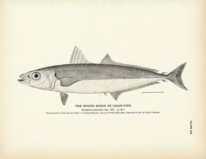 Round Robin (Cigar - Fish) Art Print - Muir Way - Fisheries