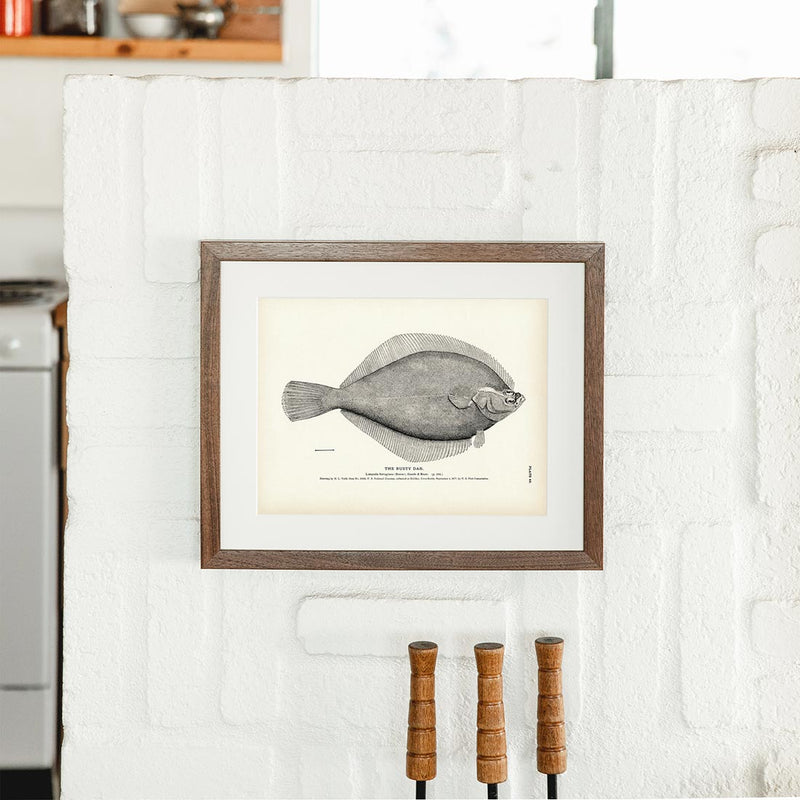 Rusty Dab Art Print - Muir Way - Fisheries