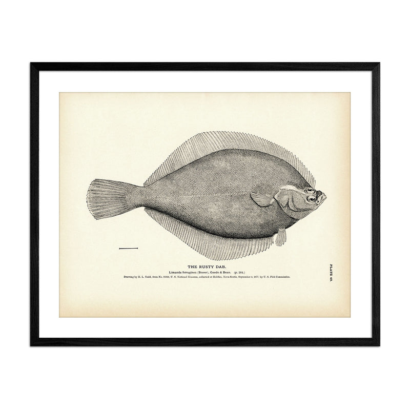 Rusty Dab Art Print - Muir Way - Fisheries