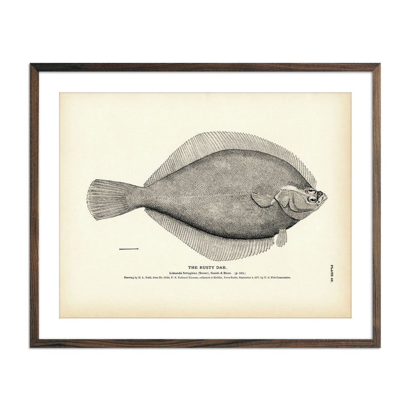 Rusty Dab Art Print - Muir Way - Fisheries