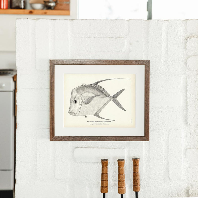 Silver Moonfish (Look - Down) Art Print - Muir Way - Fisheries