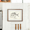 Silver Moonfish (Look-Down) Art Print