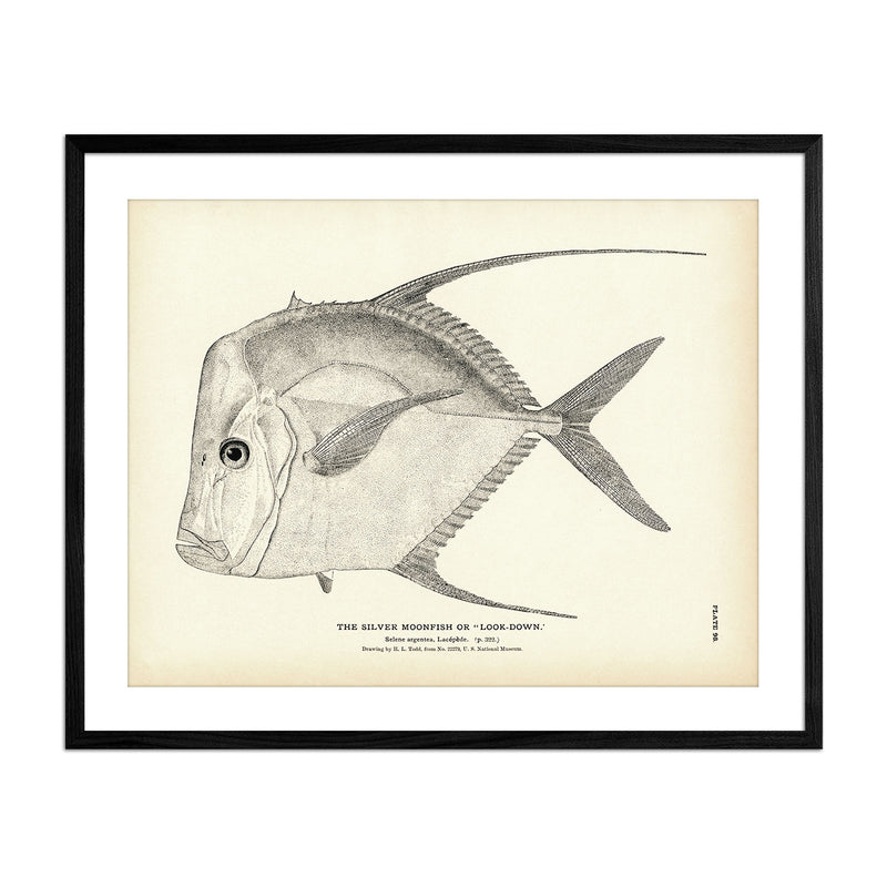 Silver Moonfish (Look - Down) Art Print - Muir Way - Fisheries
