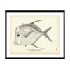 Silver Moonfish (Look-Down) Art Print