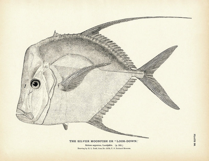 Silver Moonfish (Look - Down) Art Print - Muir Way - Fisheries