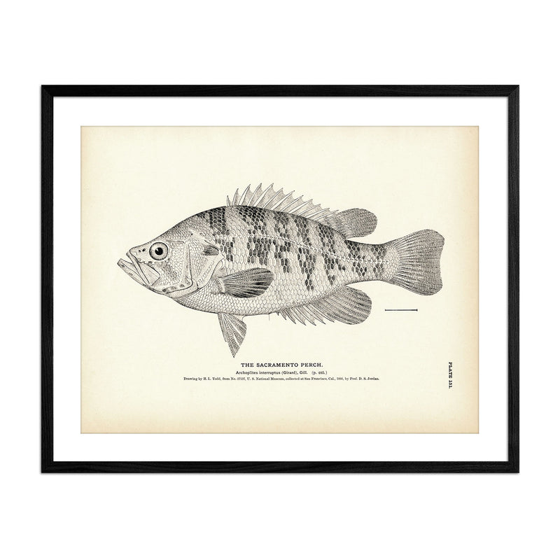 Sacramento Perch Art Print - Muir Way - Fisheries