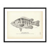 Sacramento Perch Art Print