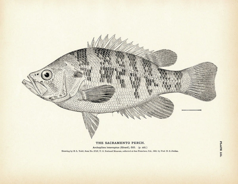 Sacramento Perch Art Print - Muir Way - Fisheries