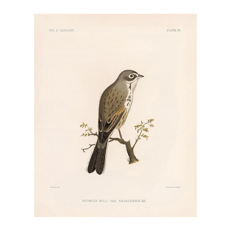 Sagebush Sparrow Art Print - Muir Way - Animals