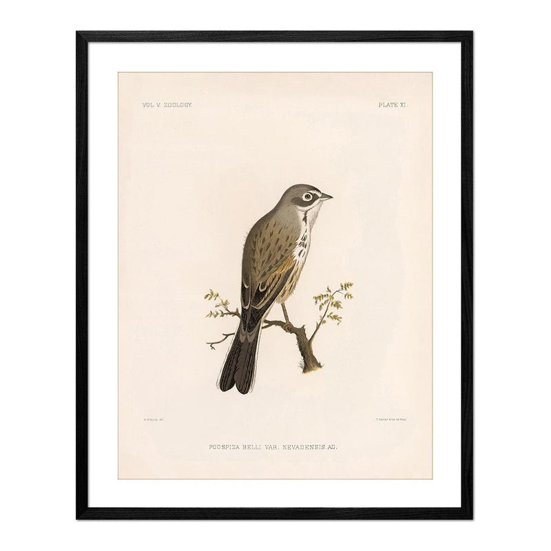 Sagebush Sparrow Art Print - Muir Way - Animals