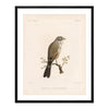 Sagebush Sparrow Art Print