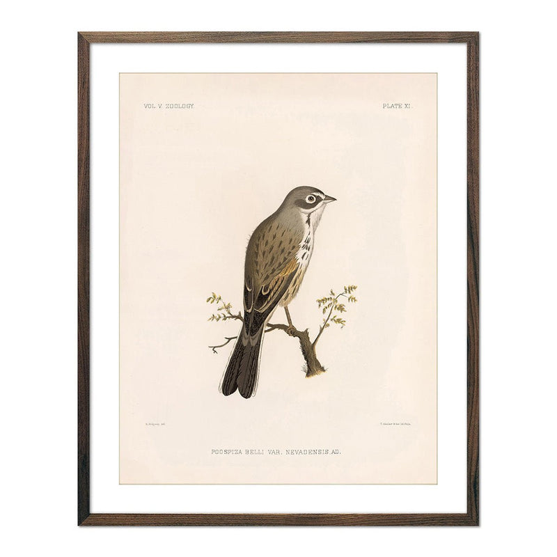 Sagebush Sparrow Art Print - Muir Way - Animals