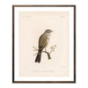 Sagebush Sparrow Art Print