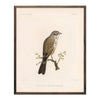 Sagebush Sparrow Art Print