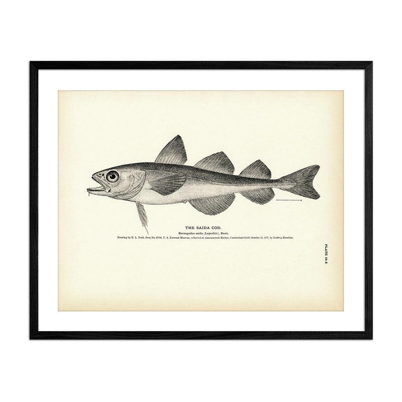 Saida Cod Art Print - Muir Way - Fisheries
