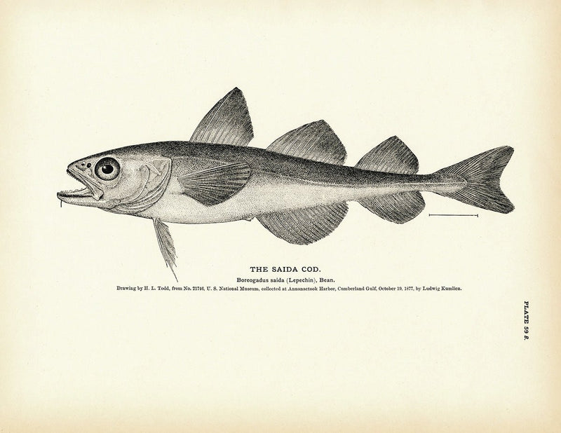 Saida Cod Art Print - Muir Way - Fisheries