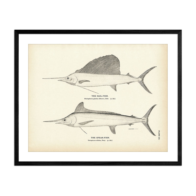 Sail - Fish and Spear - Fish Art Print - Muir Way - Fisheries