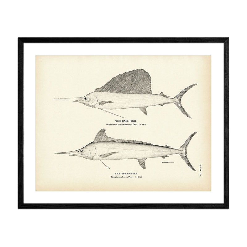 Vintage Spear-Fish and Sail-Fish print