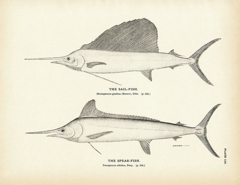 Sail - Fish and Spear - Fish Art Print - Muir Way - Fisheries