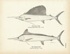Sail-Fish and Spear-Fish Art Print