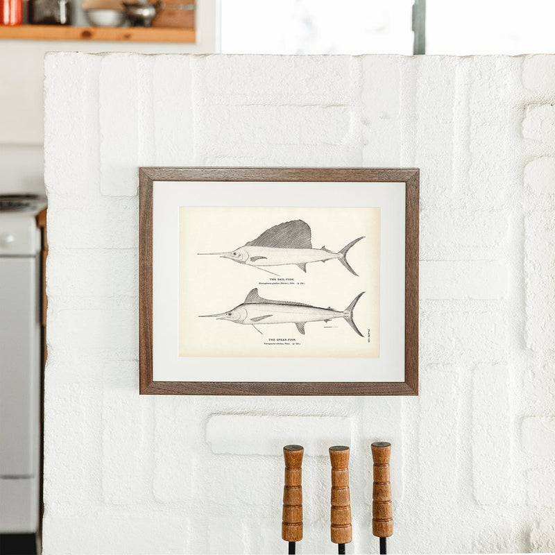 Sail - Fish and Spear - Fish Art Print - Muir Way - Fisheries