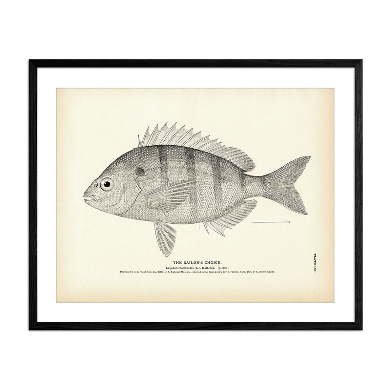 Sailor's Choice Art Print - Muir Way - Fisheries