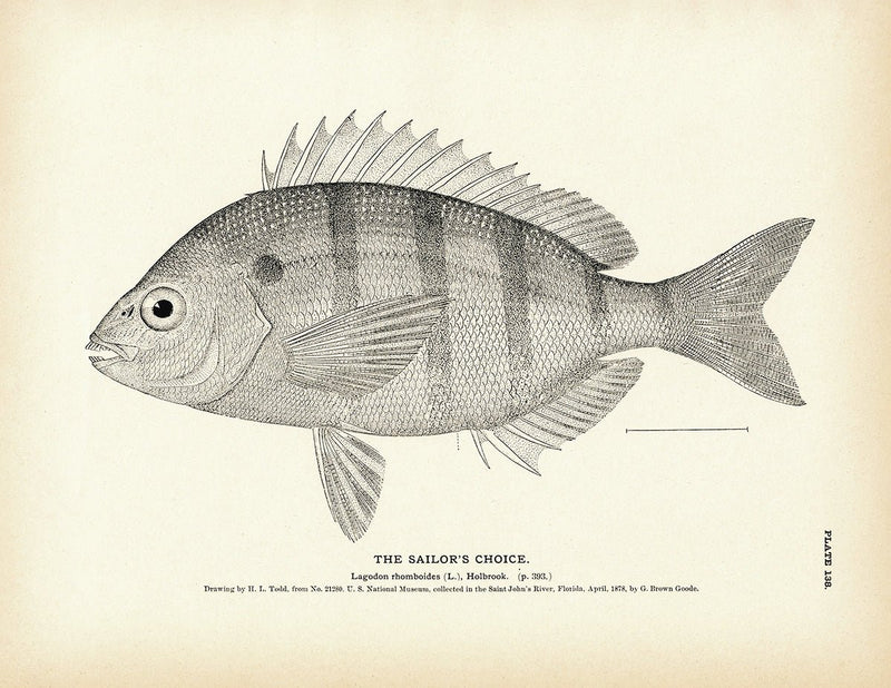 Sailor's Choice Art Print - Muir Way - Fisheries