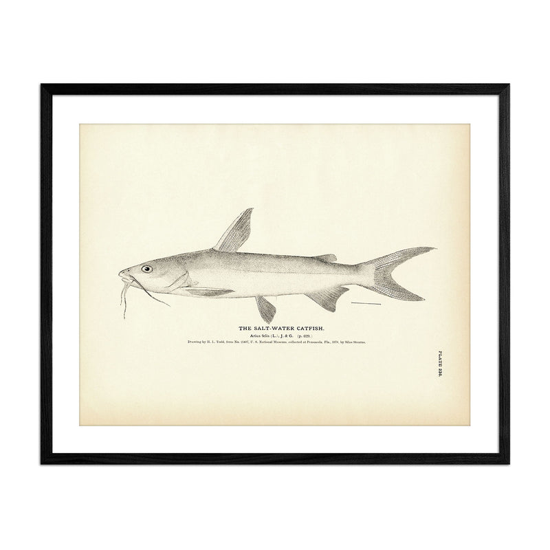 Salt - Water Catfish Art Print - Muir Way - Fisheries